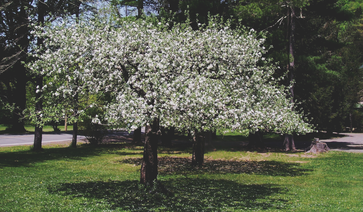 Spring Flowers
