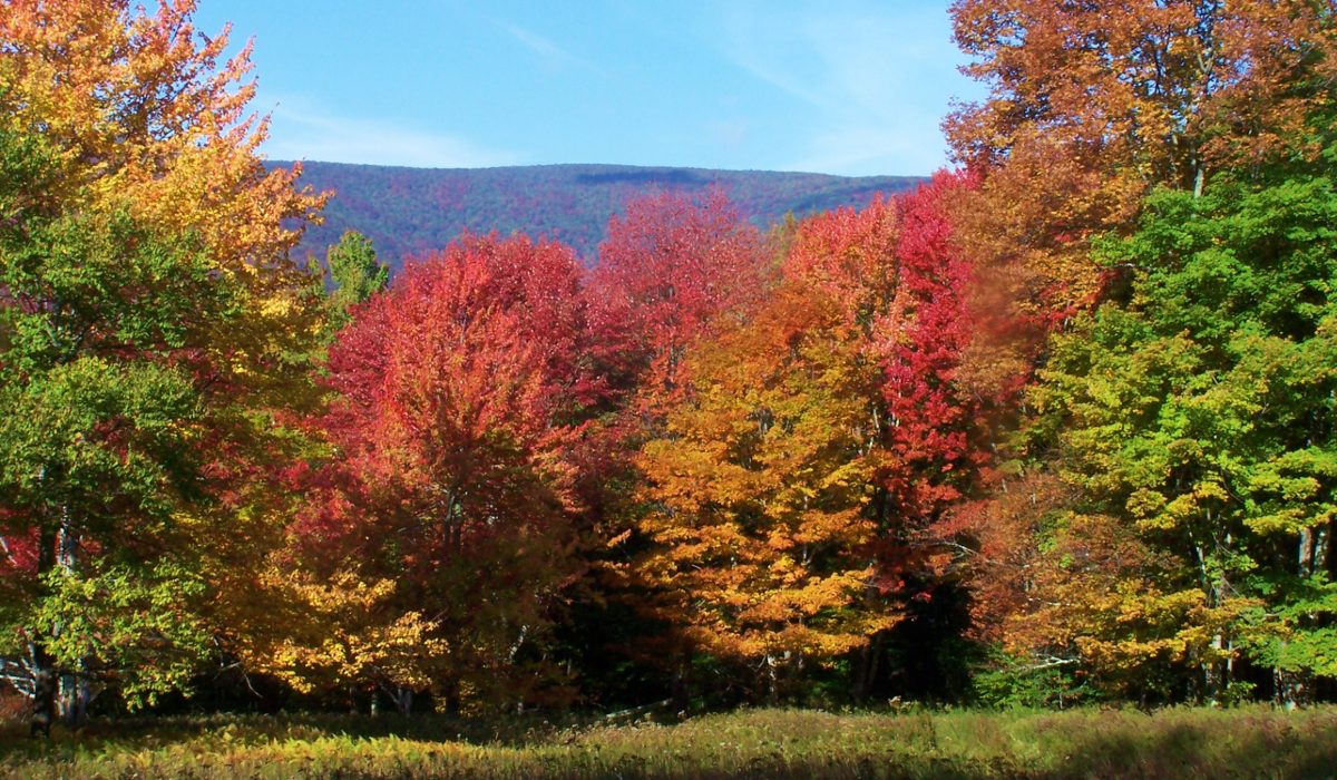 Fall Foliage
